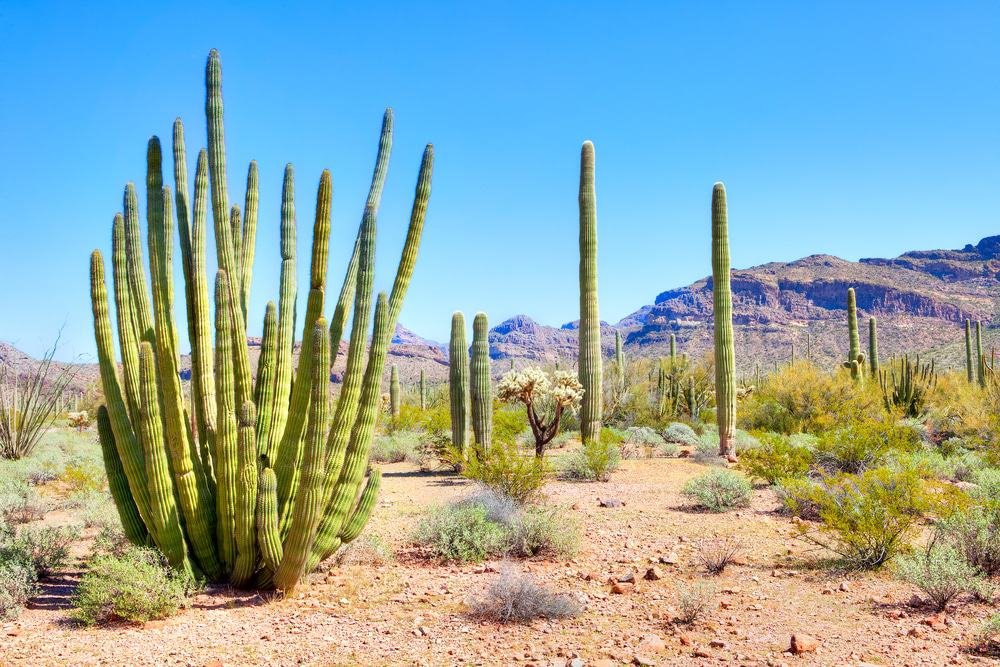 Sonoran Desert National Monument