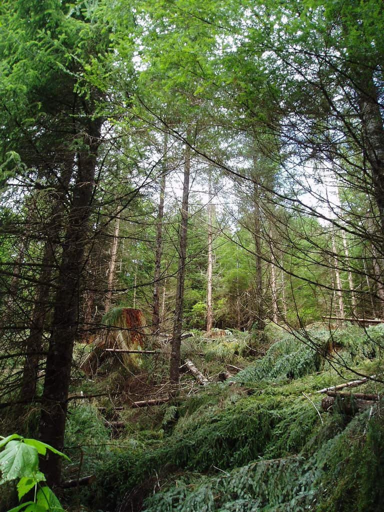 Starrigavan Recreation Area