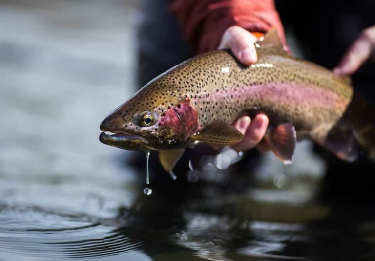 Fishing Rainbow Trout
