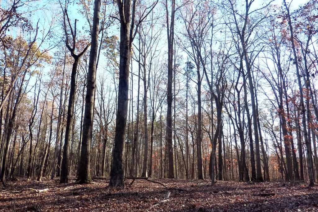 Tugaloo State Park