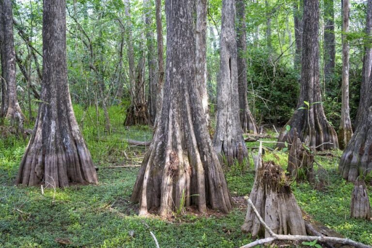 Big Cypress National Preserve