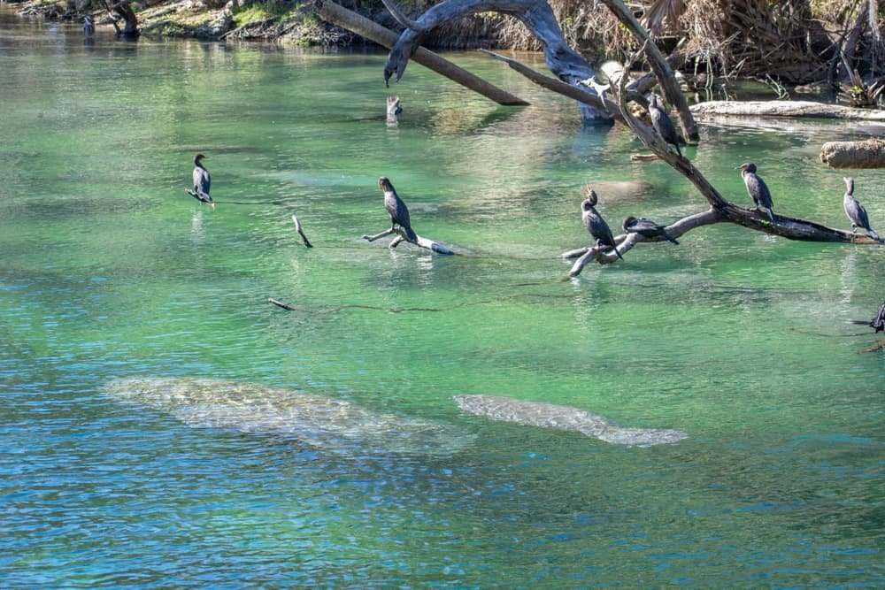 Blue Spring State Park, Florida