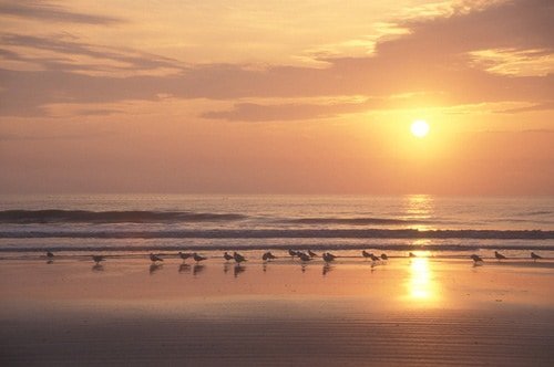 Cumberland Island National Seashore