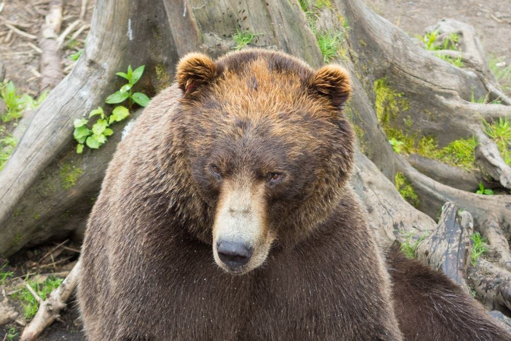 Fortress of the Bear, Sitka