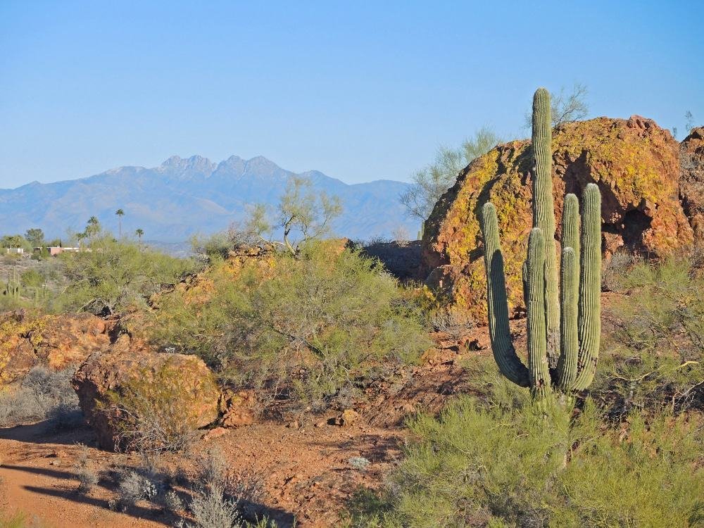 Fountain Hills Botanical Gardens