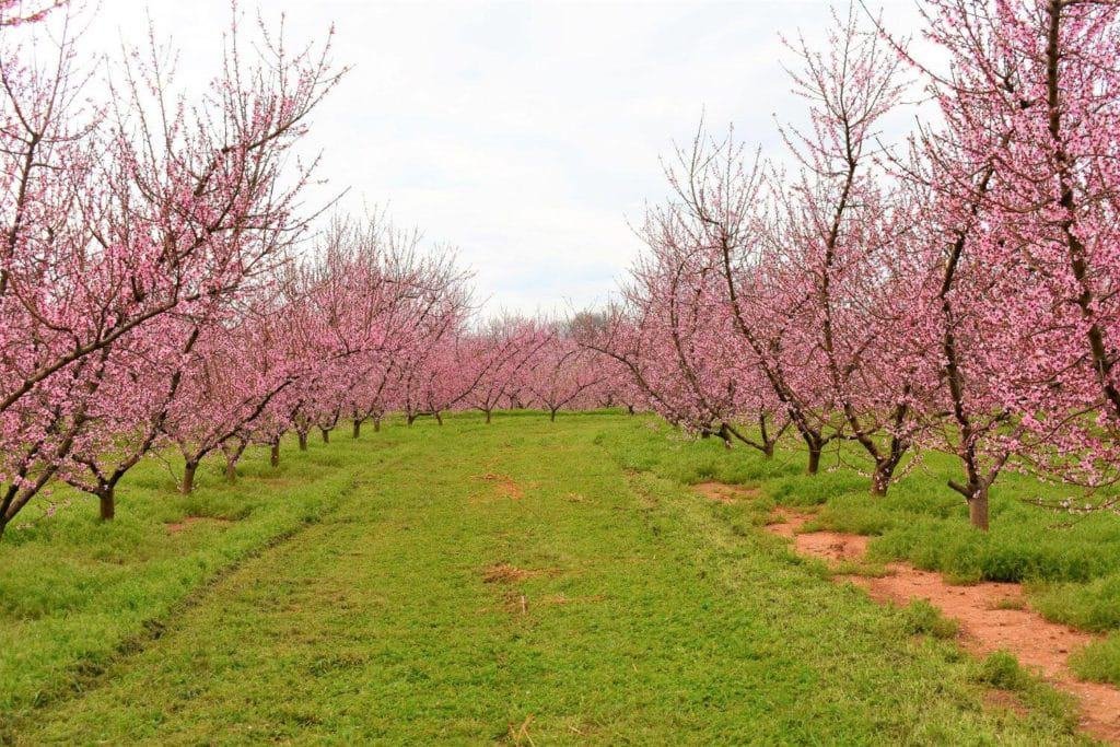 Isomβs Orchard