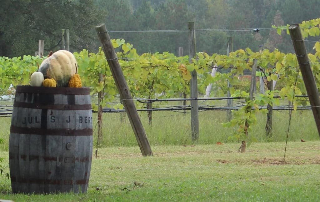 Jules J Berta Vineyards