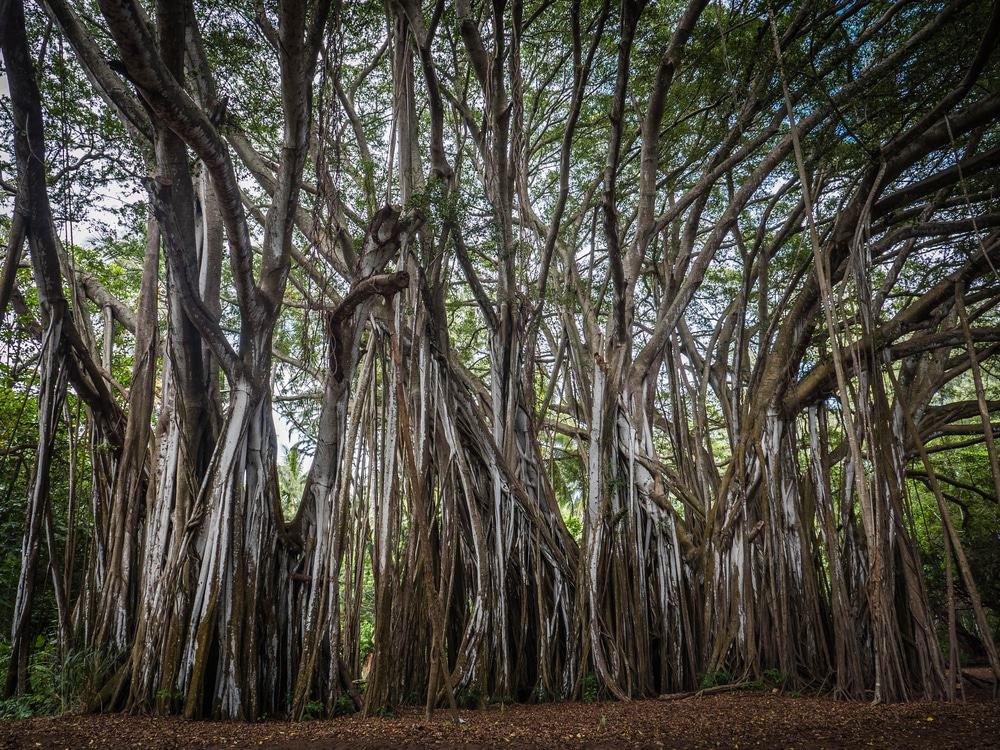 Kawela Bay, Oahu