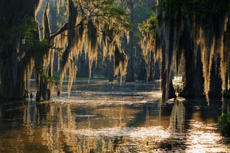Louisiana Bayou