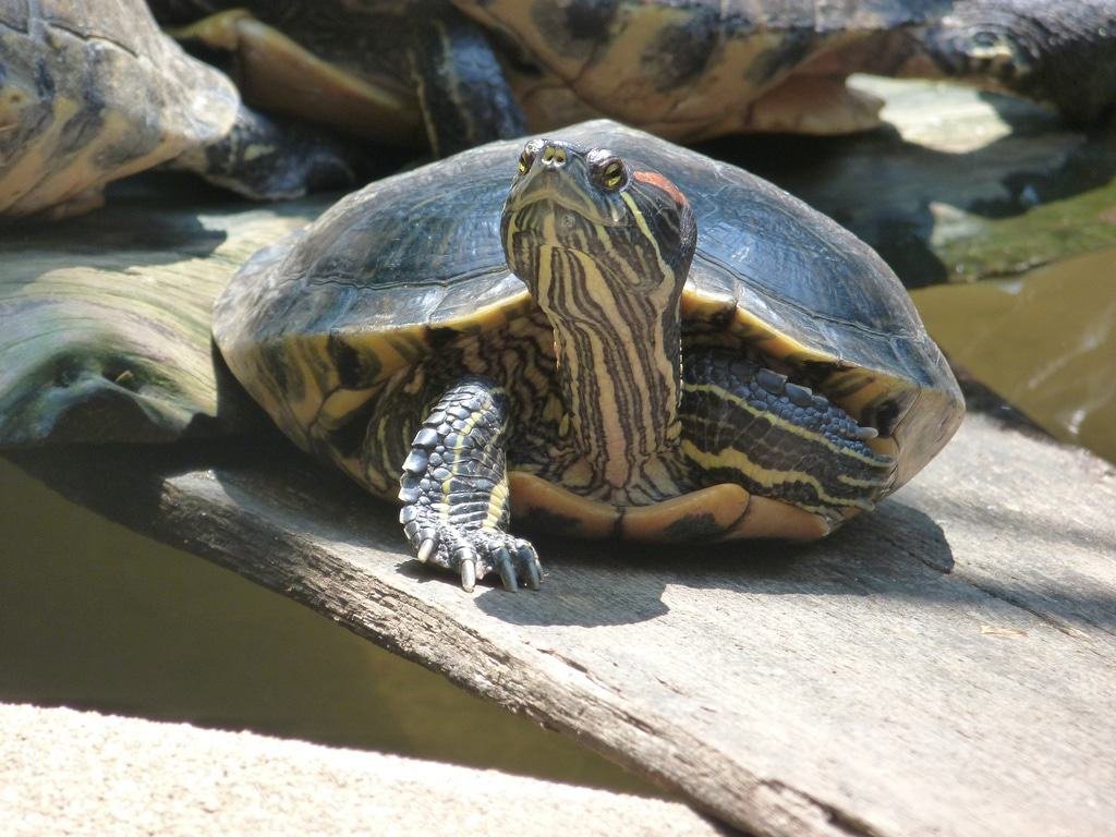 Beardsley Zoo
