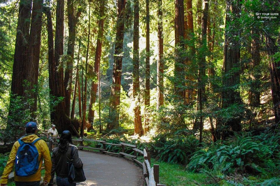 Redwoods