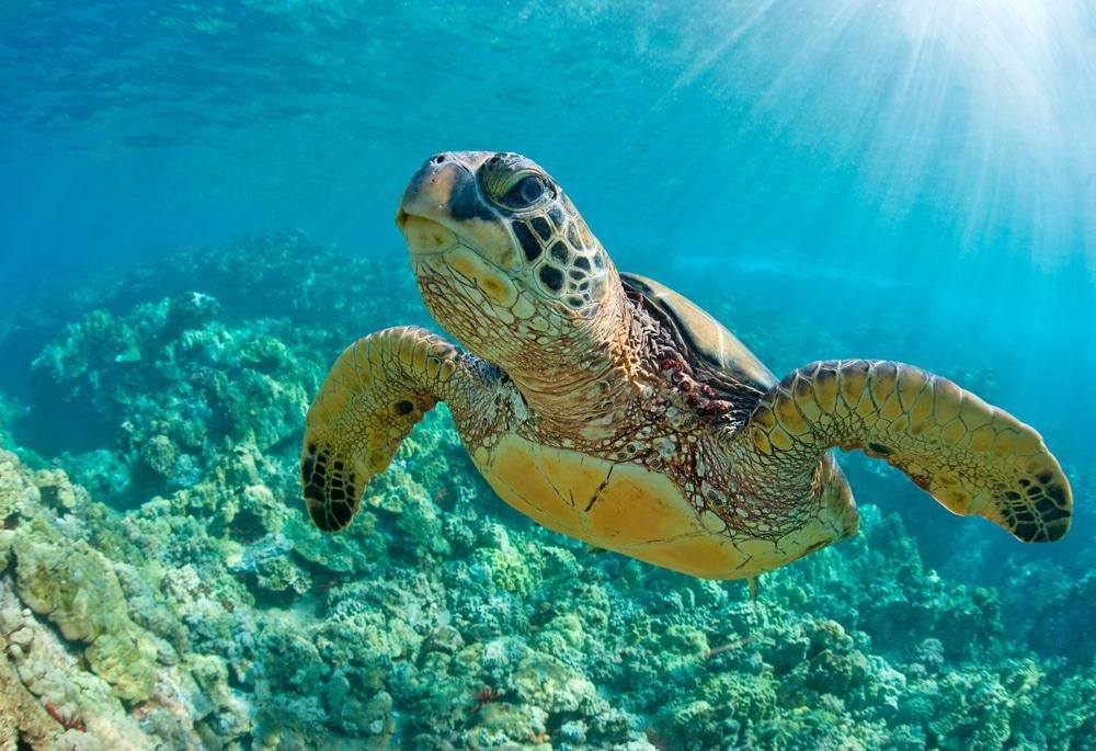Turtle, Hawaii