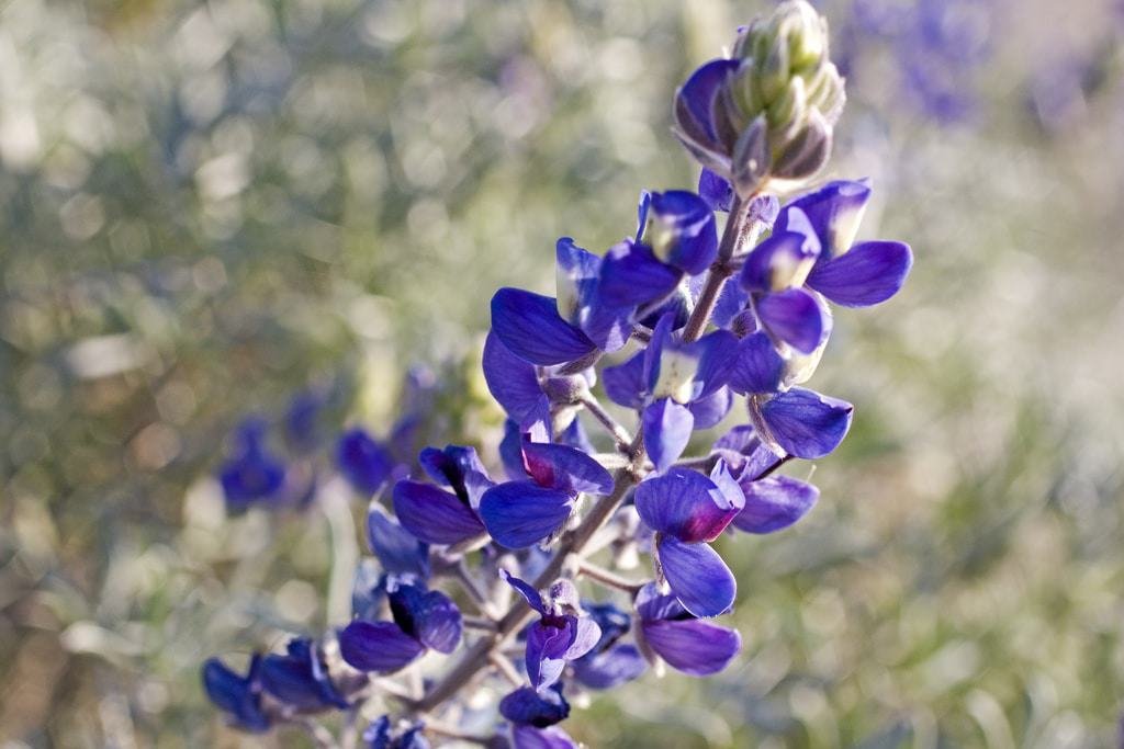 Ventura Botanical Gardens