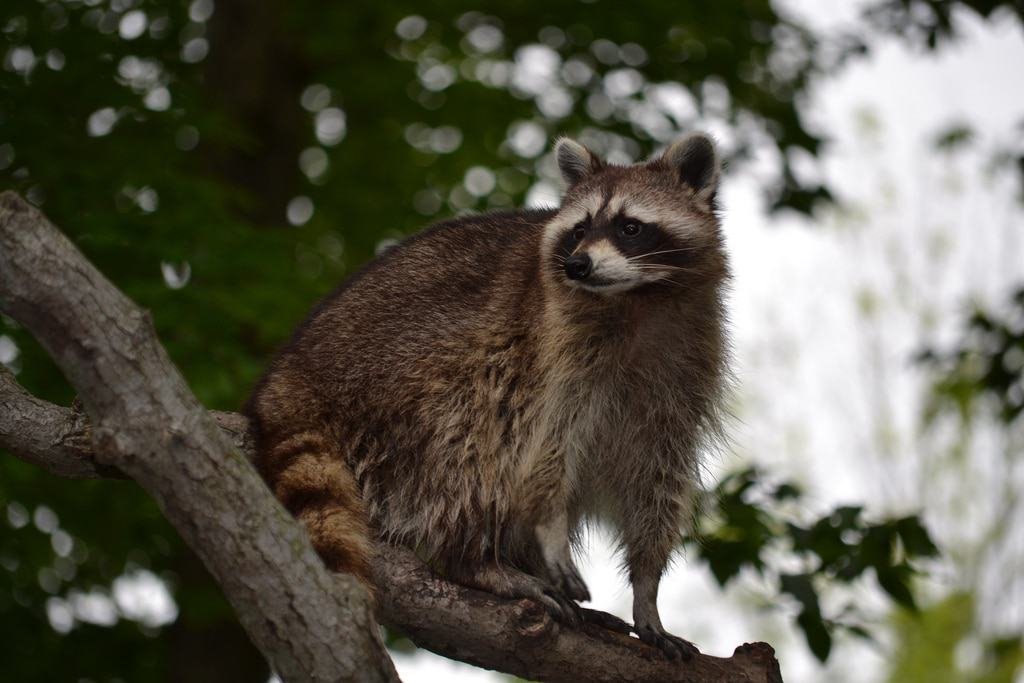 Virginia Living Museum