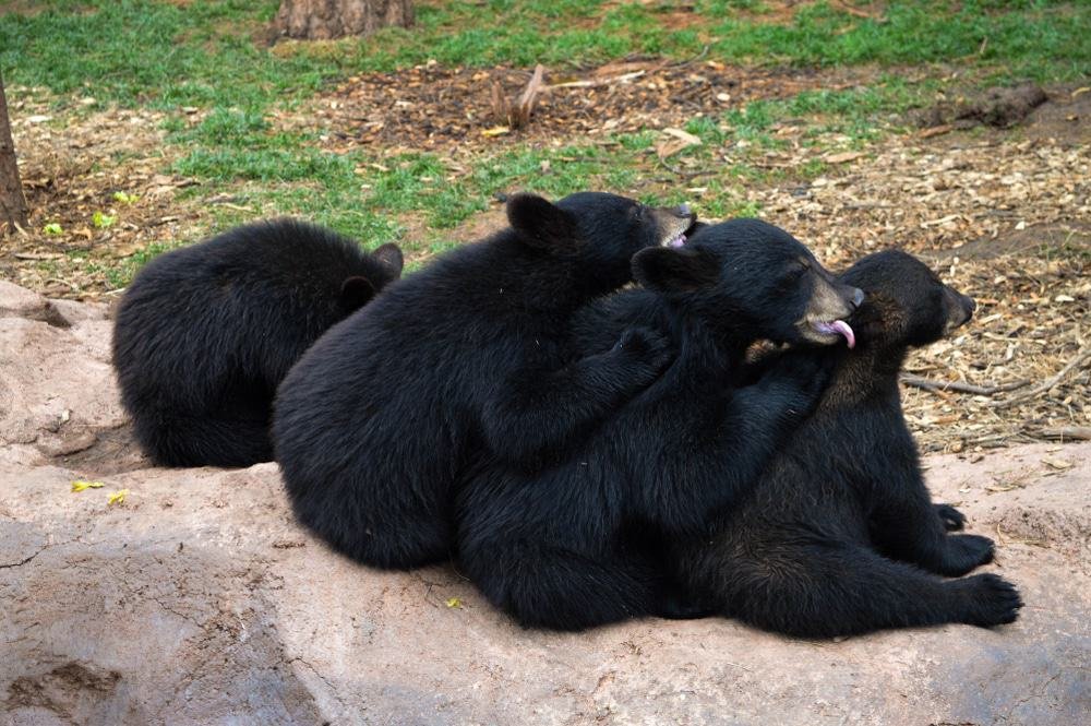 Bearizona Wildlife Park