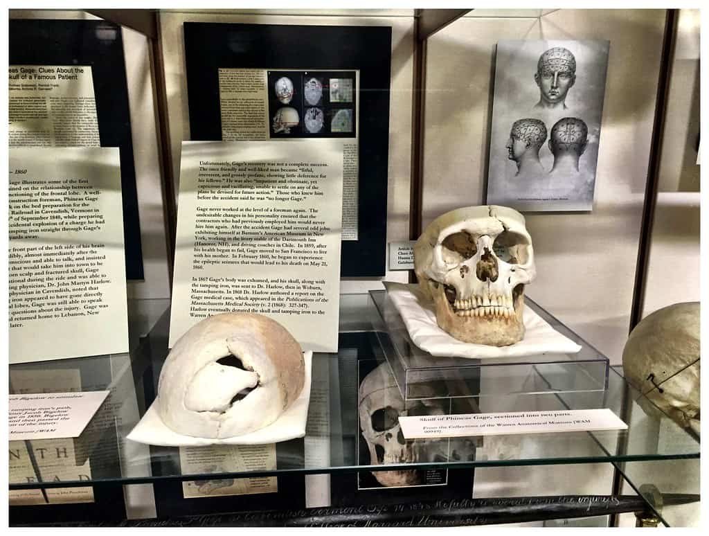 Warren Anatomical Museum