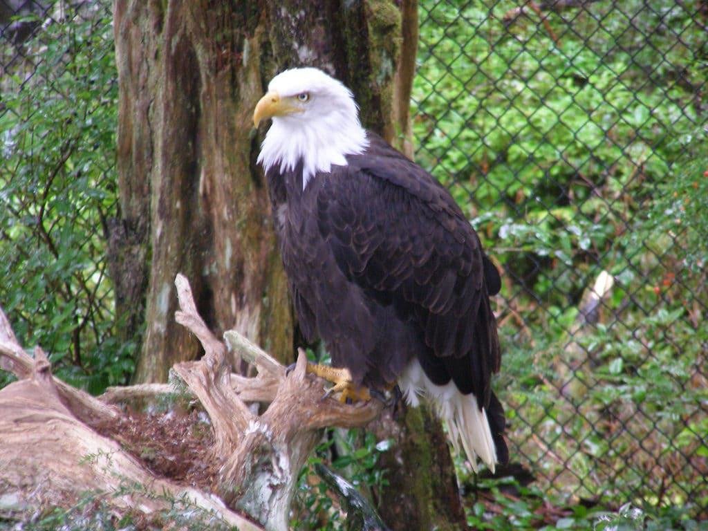 Alaska Raptor Center