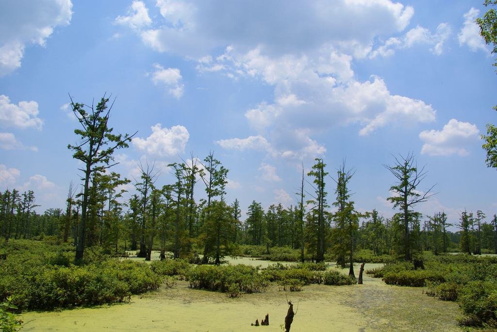 Cache River Natural Area