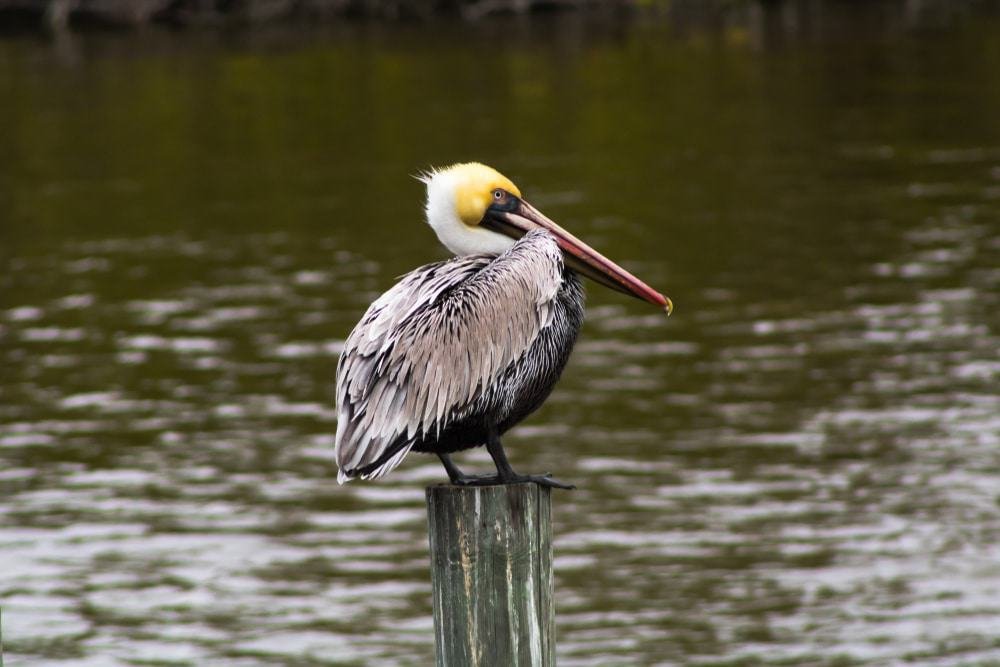 Banana River Aquatic Preserve