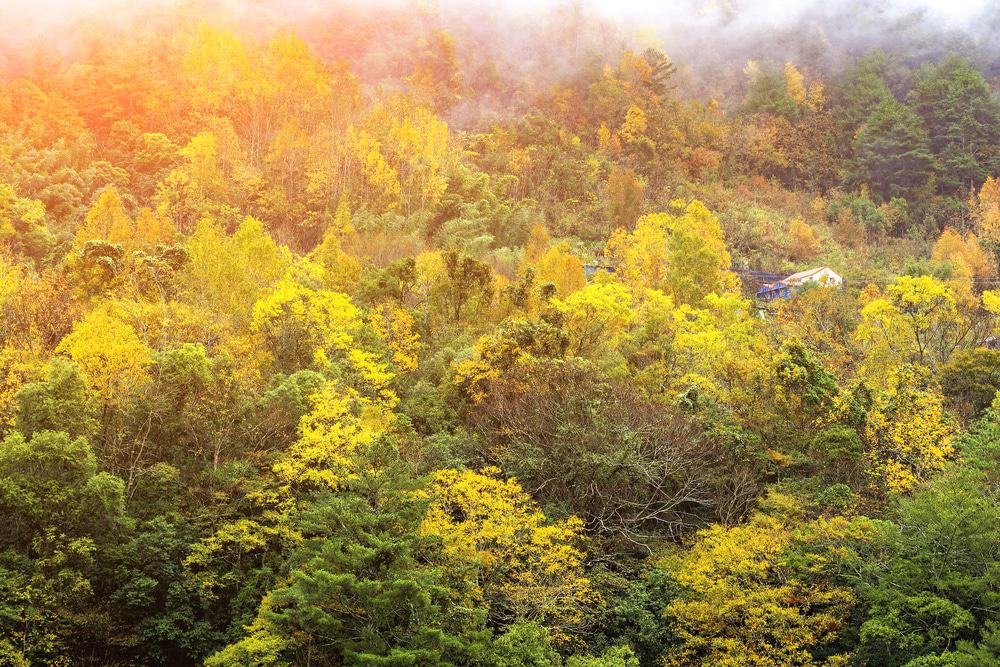 Fishlake National Forest