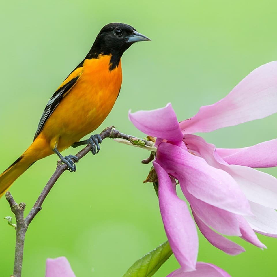 Audubon Center