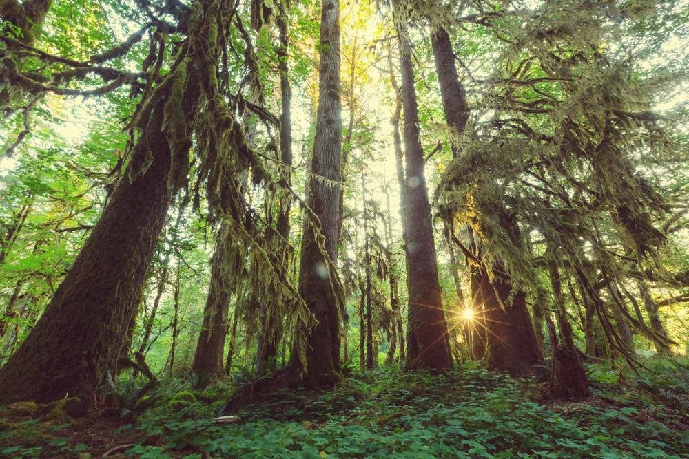 Olympic National Forest