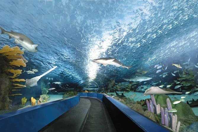 Ripleyβs Aquarium