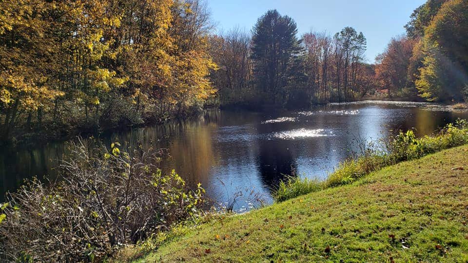 Roosevelt Forest