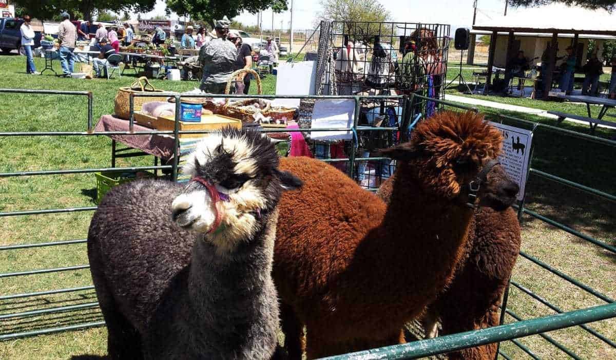 Sierra Vista Farmerβs Market
