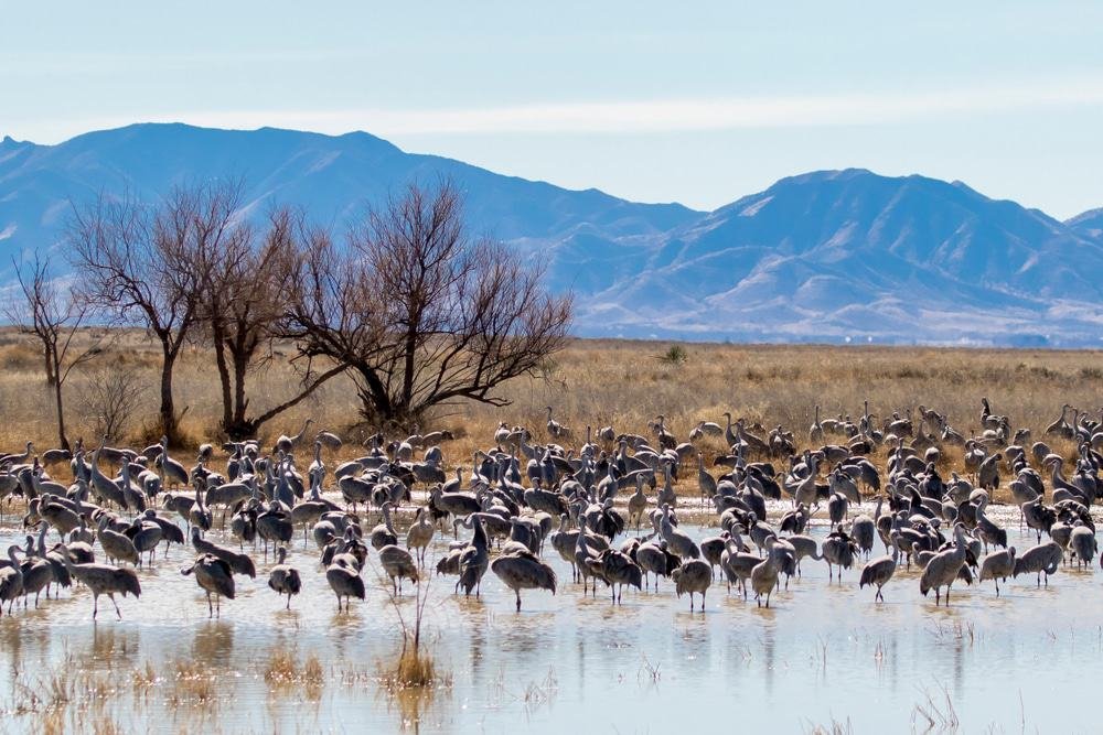 Willcox Playa Wildlife Area