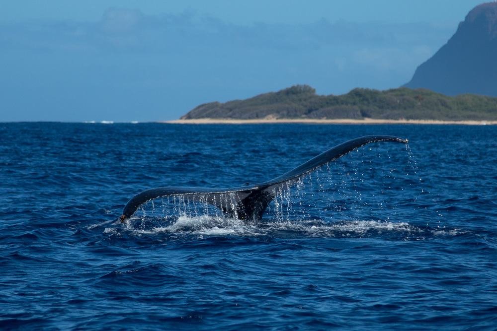 Kauai Whale