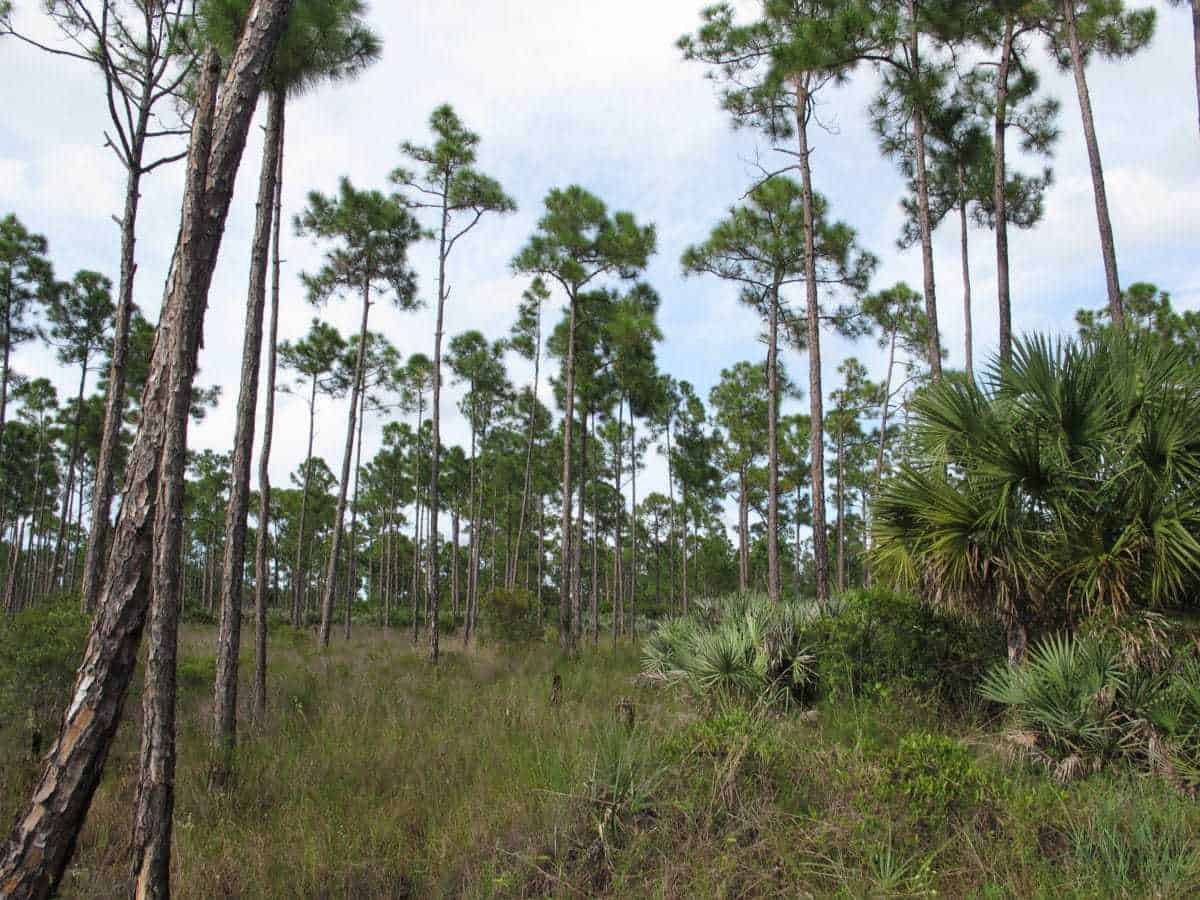 Royal Palm Beach Pines Natural Area