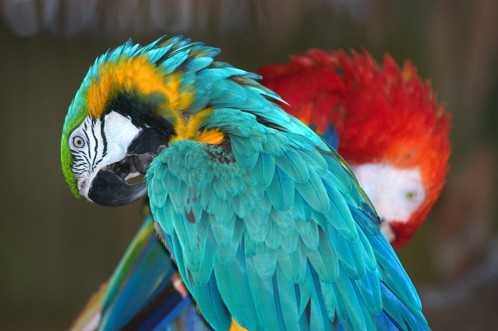Naples Zoo