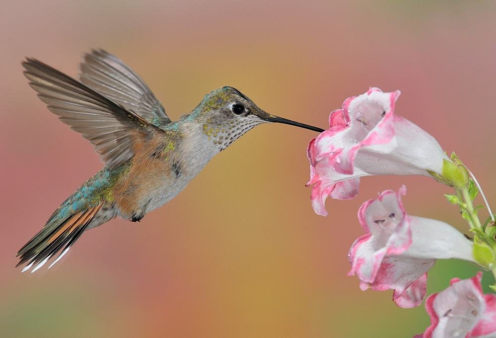 Ramsey Canyon Preserve, Hummingbird