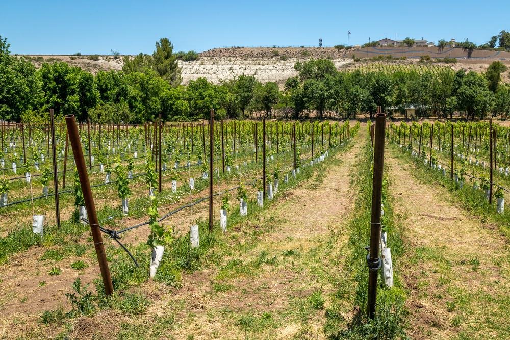 Arizona Vineyard