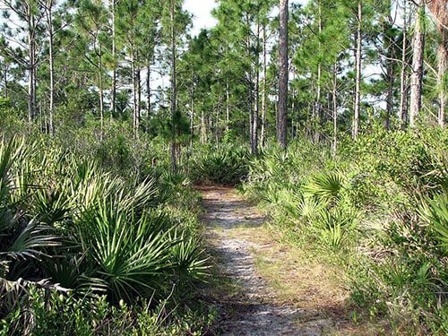 The Micco Scrub Sanctuary