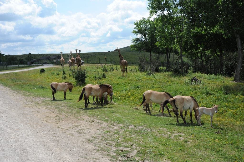 The Wilds