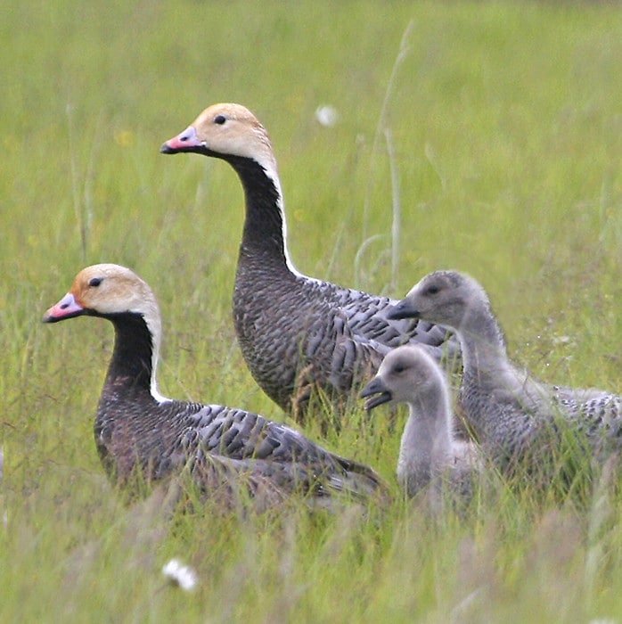 Yukon Delta National Wildlife Refuge