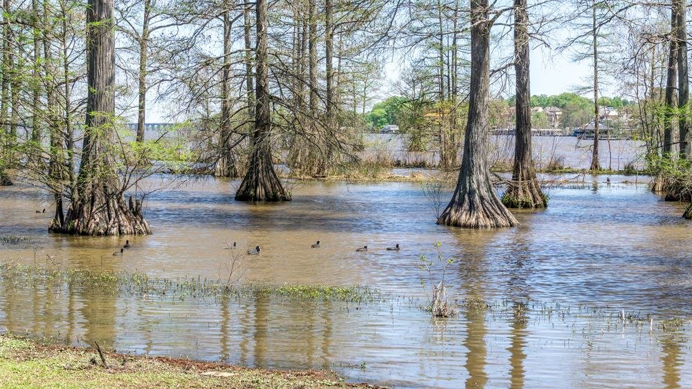 Cross Lake