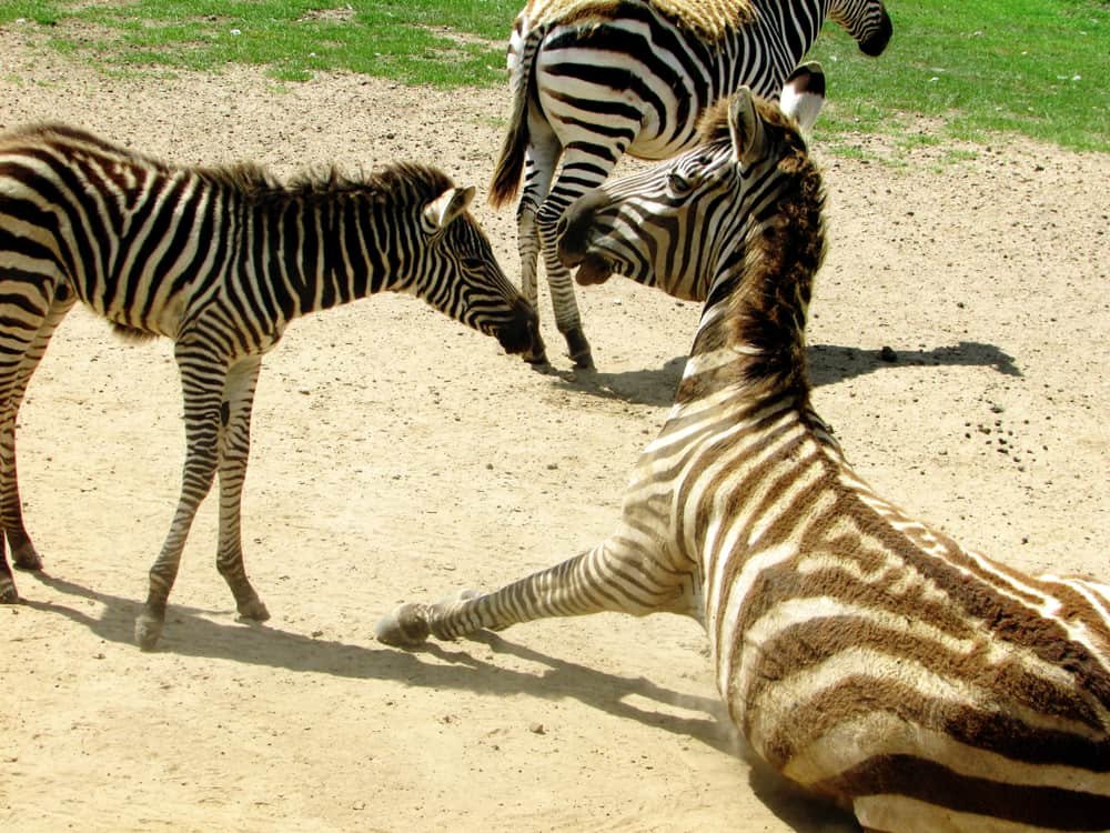 Global Wildlife Center