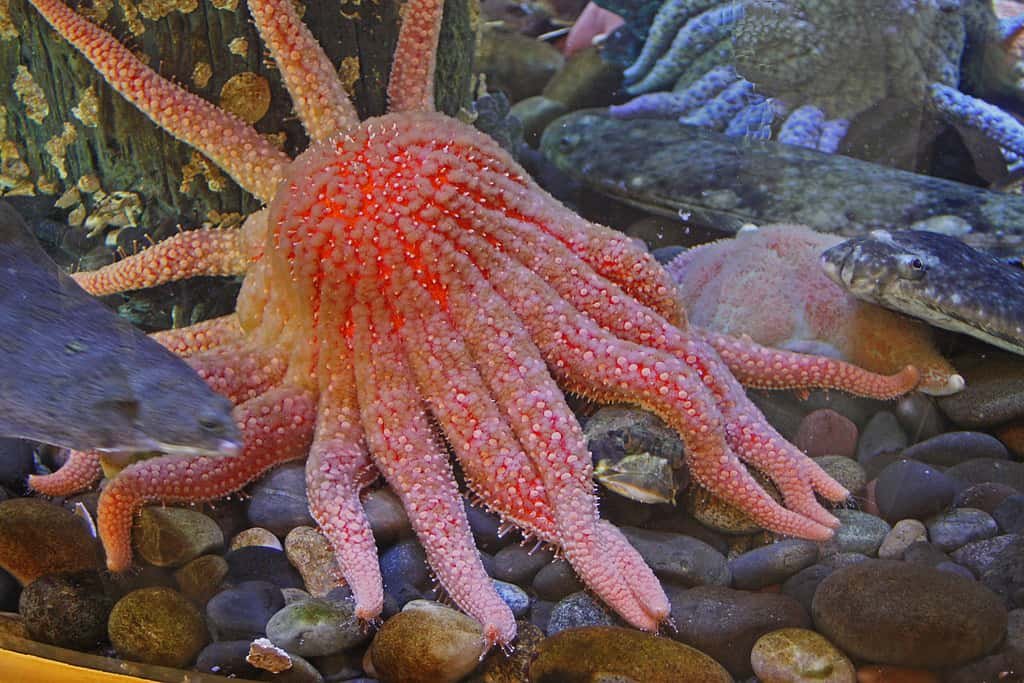Kodiak Laboratory Aquarium and Touch Tank