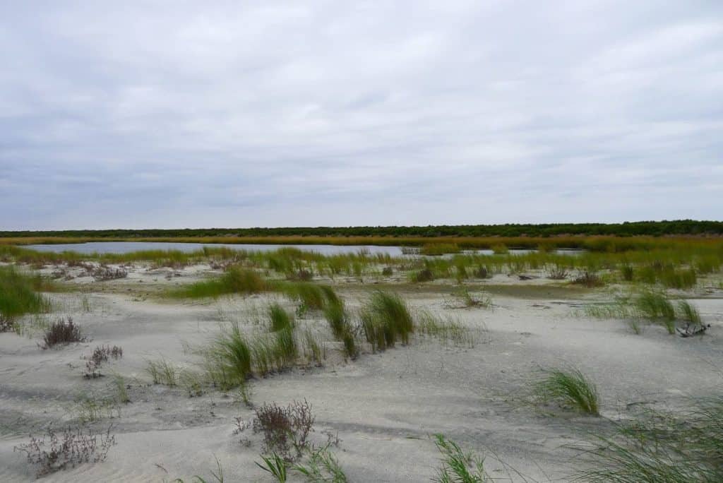 Little St. Simons Island