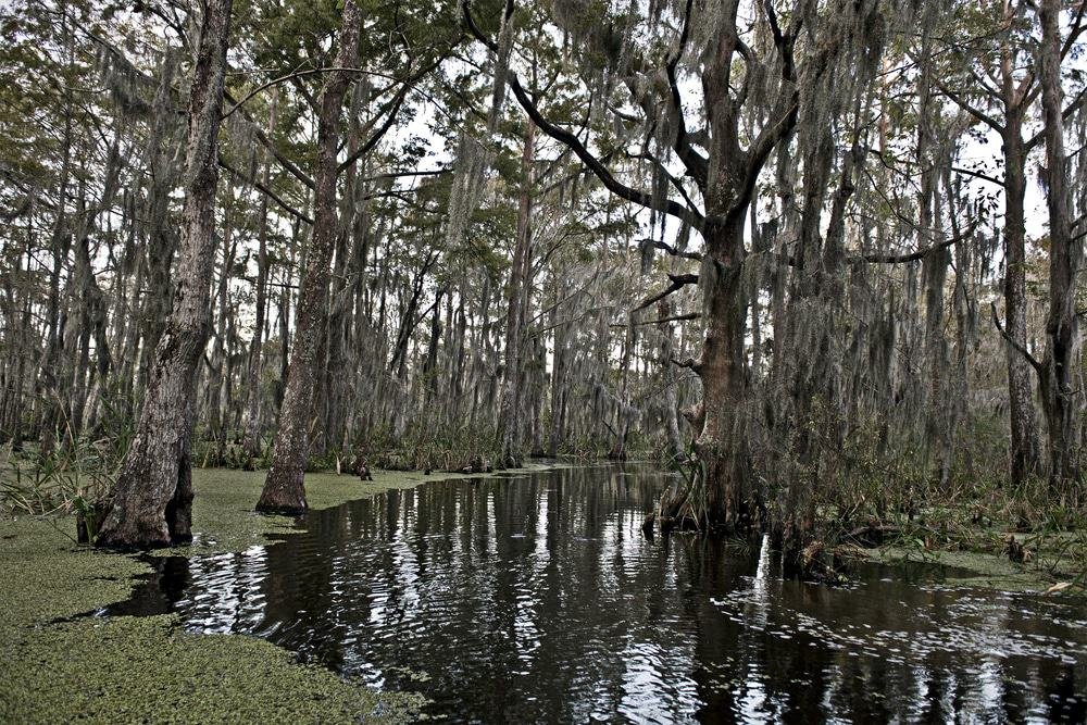 New Orleans Bayou