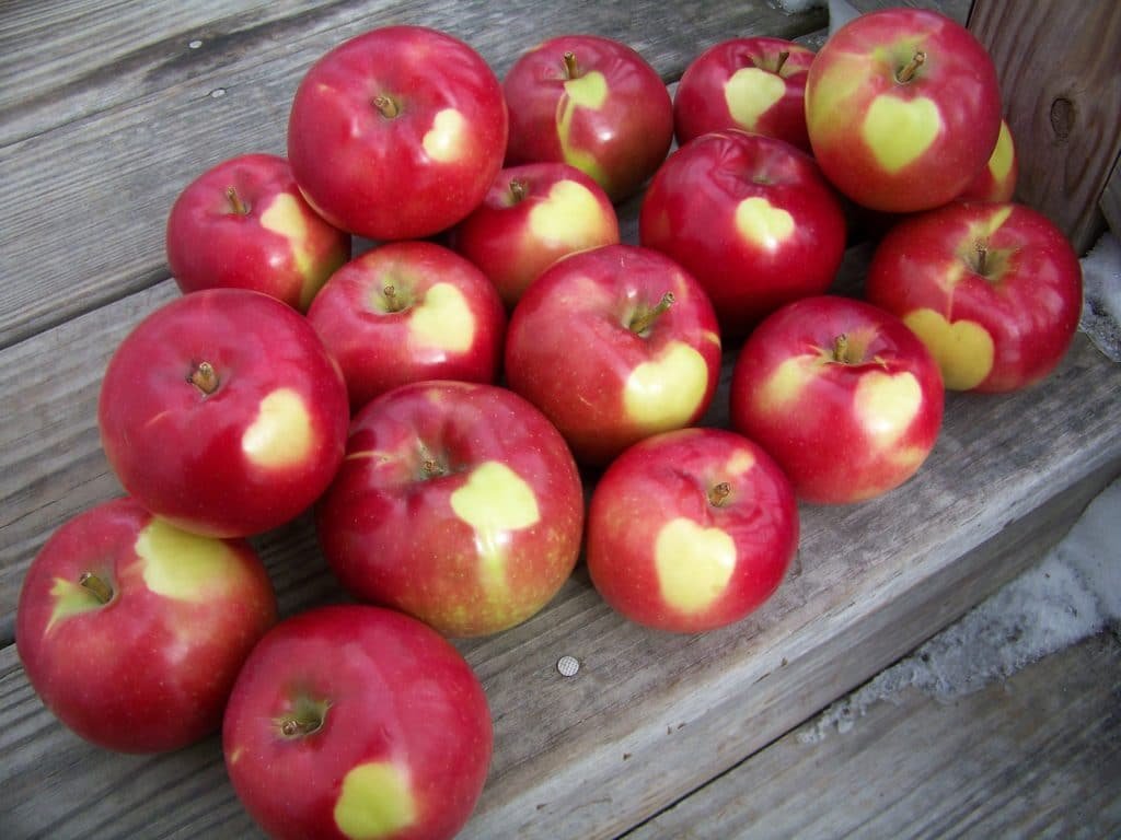North Star Orchards