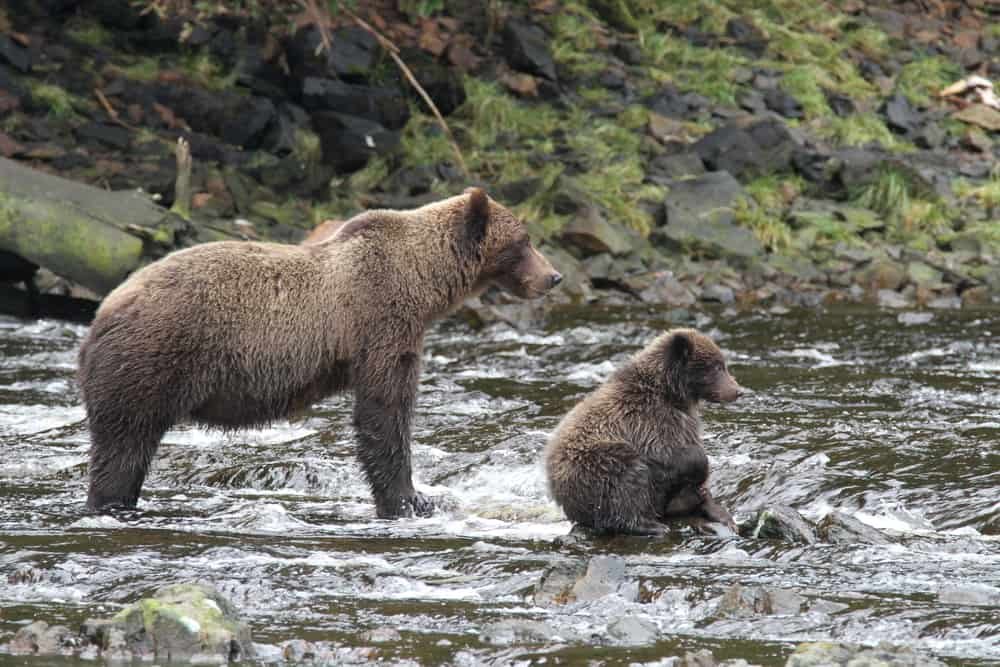 Pack Creek Bear Viewing Area