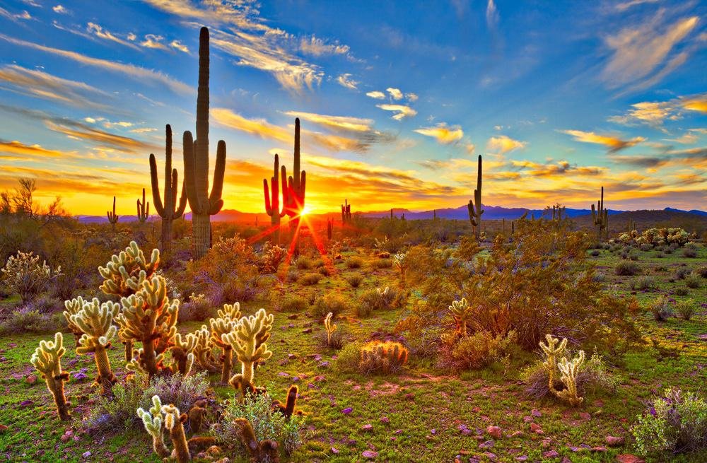 Sonoran Desert