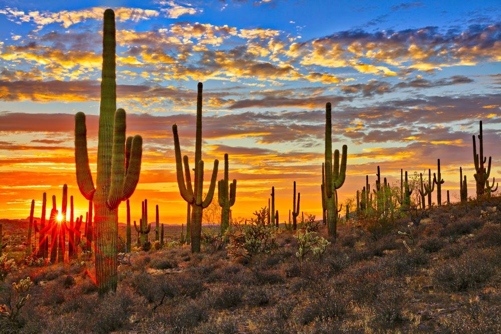 Sonoran Desert