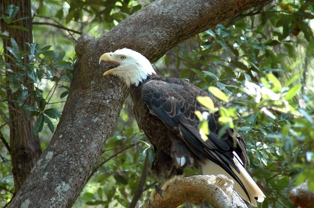 Tallahassee Museum of History and Natural Science