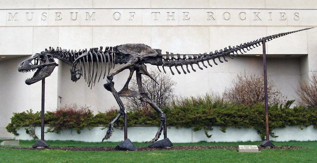 The Museum of the Rockies