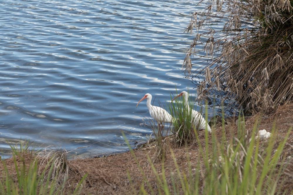 Yellow River Wildlife Management Area